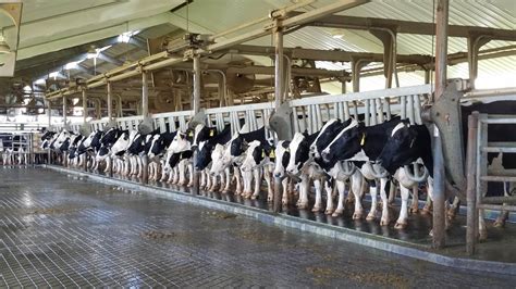 Dairy farm - The table2 below reveals the huge range in dairy farm sizes in Britain expressed as the volume of milk produced by each herd. Over 5000 farmers produce less than 500,000 litres of milk a year – this is equivalent to c.50 dairy cows. At the other end of the production scale there are fewer than one hundred dairy herds producing …